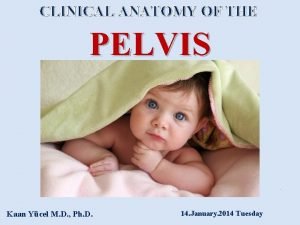 Pelvis feature