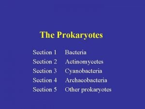 The Prokaryotes Section 1 Bacteria Section 2 Actinomycetes