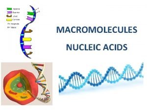 The building block of nucleic acids