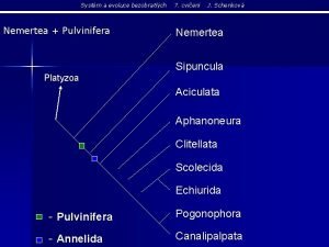 Systm a evoluce bezobratlch Nemertea Pulvinifera 7 cvien
