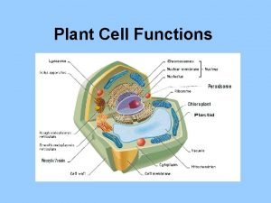 Plant Cell Functions The Nucleus The nucleus is