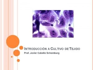 INTRODUCCIN A CULTIVO DE TEJIDO Prof Javier Cabello