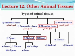 Lecture 12 Other Animal Tissues Types of animal