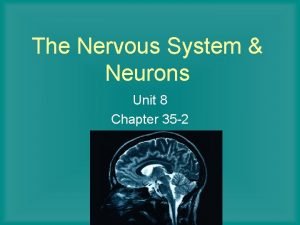 Nerve impulse transmission steps