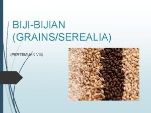 BIJIBIJIAN GRAINSSEREALIA PERTEMUAN VIII Bijibijian termasuk family Gramineae