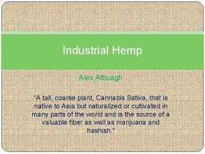 Industrial Hemp Alex Albuagh A tall coarse plant