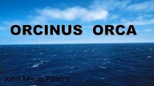 ORCINUS ORCA John Mario Pizarro es una especie