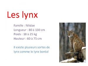 Lynx pardelle longueur