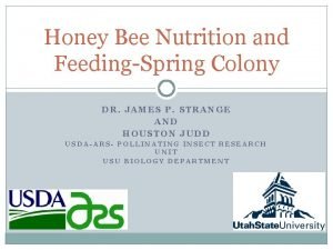 Honey Bee Nutrition and FeedingSpring Colony DR JAMES