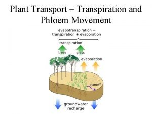 Plant Transport Transpiration and Phloem Movement Brown algae