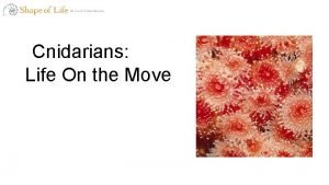 What do we call a community of coral polyps