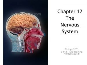Chapter 12 The Nervous System Biology 3201 Unit