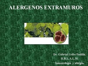 ALERGENOS EXTRAMUROS Dr Gabriel Uribe Padilla H R
