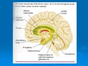 Telencephalon