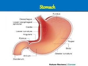 Stomach function