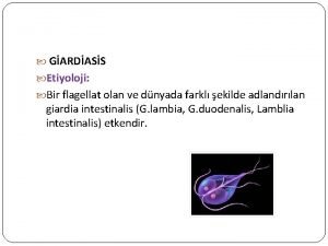 GARDASS Etiyoloji Bir flagellat olan ve dnyada farkl