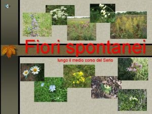 Fiori spontanei lungo il medio corso del Serio