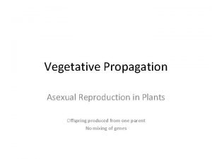 Dahlia asexual reproduction