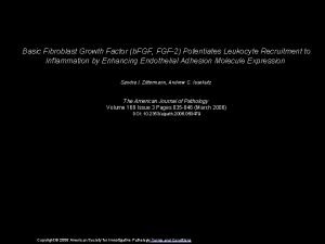 Basic Fibroblast Growth Factor b FGF FGF2 Potentiates