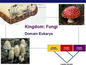 Kingdom and domain Kingdom and domain