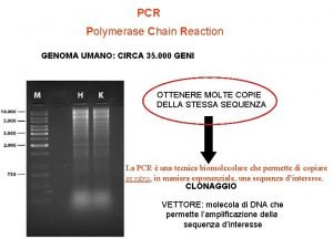 PCR Polymerase Chain Reaction GENOMA UMANO CIRCA 35