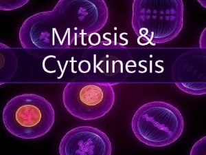 Mitosis Cytokinesis Chromosomes Eukaryotic Chromatids DNA must be