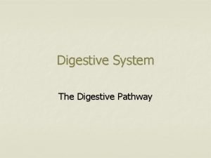 Digestive System The Digestive Pathway Digestive System n