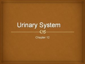 Urinary System Chapter 12 Learning Outcomes Describe the