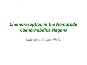 Chemoreception in the Nematode Caenorhabditis elegans Marvin L