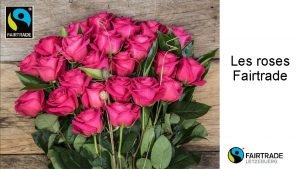 Les roses Fairtrade Quallons nous voir Comment fonctionne