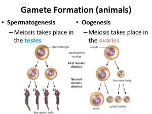 Gamete Formation animals Spermatogenesis Oogenesis Meiosis takes place