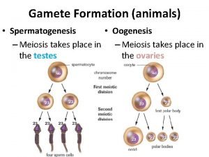 Gamete formation