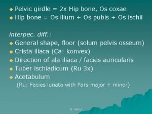 Pelvic girdle 2 x Hip bone Os coxae