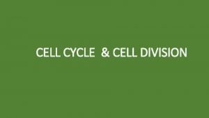 CELL CYCLE CELL DIVISION CELL CYCLE The sequence