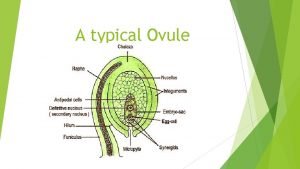 Ategmic ovule example