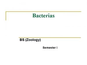 Palisades bacteria