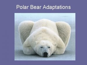 Polar bear behavioral adaptation