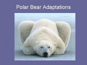 Behavioral adaptation of polar bear