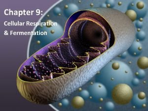 Chapter 9 Cellular Respiration Fermentation ATP Energy I