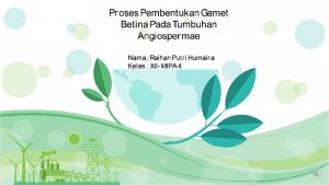 Bagan proses megasporogenesis