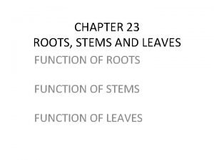 What are the functions of roots stems and leaves