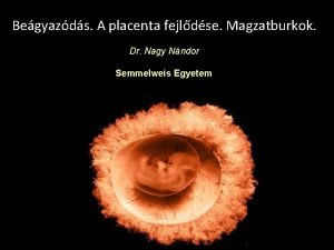 Begyazds A placenta fejldse Magzatburkok Dr Nagy Nndor