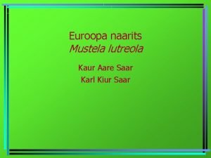 Euroopa naarits Mustela lutreola Kaur Aare Saar Karl
