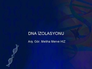 Soğandan dna izolasyonu