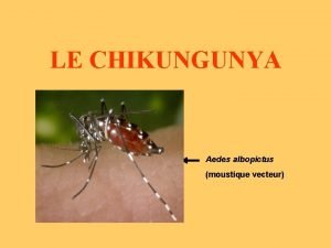LE CHIKUNGUNYA Aedes albopictus moustique vecteur LE CHIKUNGUNYA