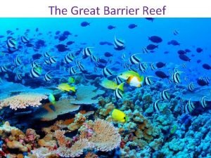 The Great Barrier Reef The Great Barrier Reef