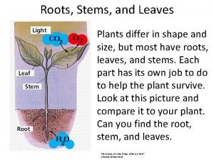Roots Stems and Leaves Plants differ in shape