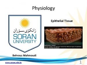 Physiology Epithelial Tissue Behrouz Mahmoudi www soran edu