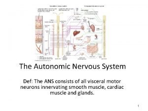 Sympathetic nervous system def