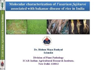 ICAR Indian Agricultural Research Institute Molecular characterization of